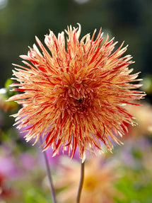 Dalia Rejman's Firecracker