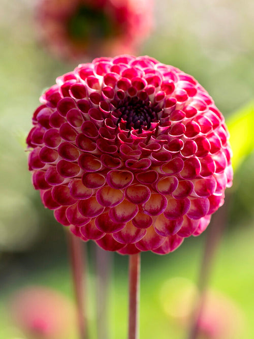 Dalia Ryecroft Blackberry z ciemnobordowymi pomponowymi kwiatami