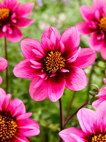 Dalia Skyfall