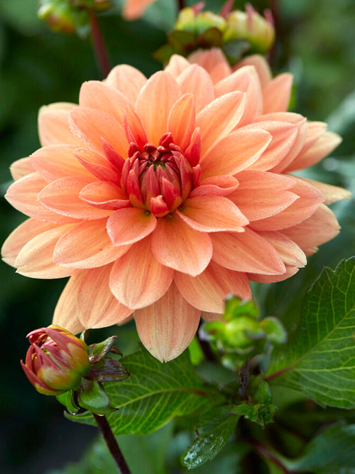 Dalia Summer Flame - Dalie Bulwy