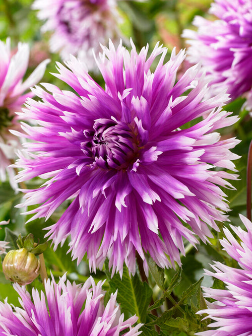 Dalia Table Dancer z Holandii