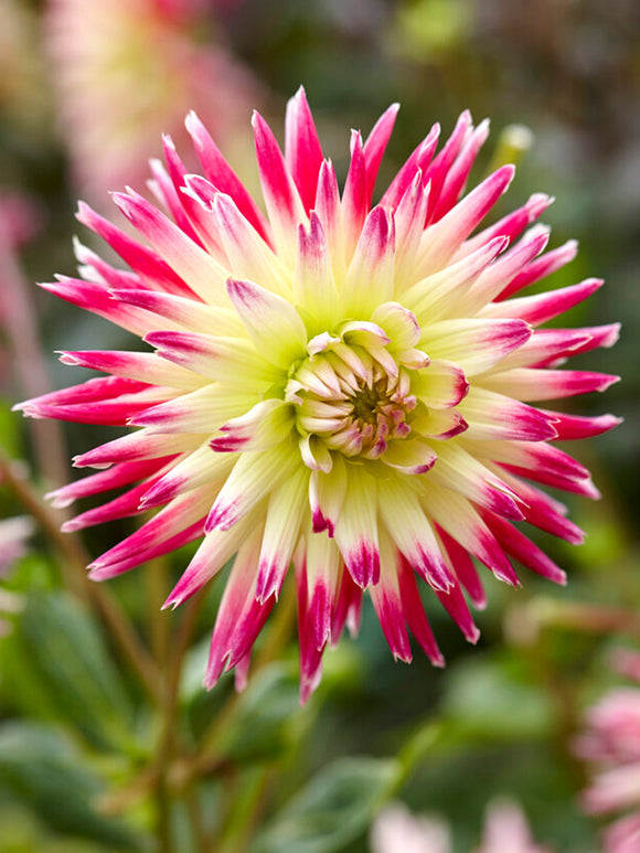 Dalia półkaktusowa Tahiti Sunrise