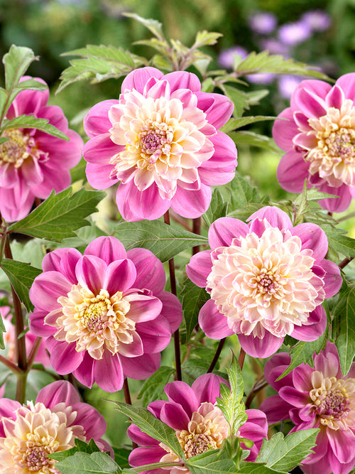 Dalia Take Off najwyższej jakości