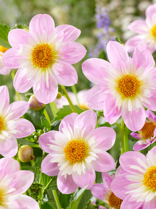 Dalia Teesbrooke Audrey z wysyłką na wiosnę