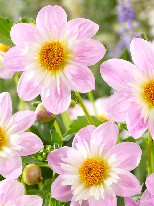 Dalia Teesbrooke Audrey