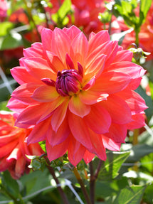 Dalia Tricolore