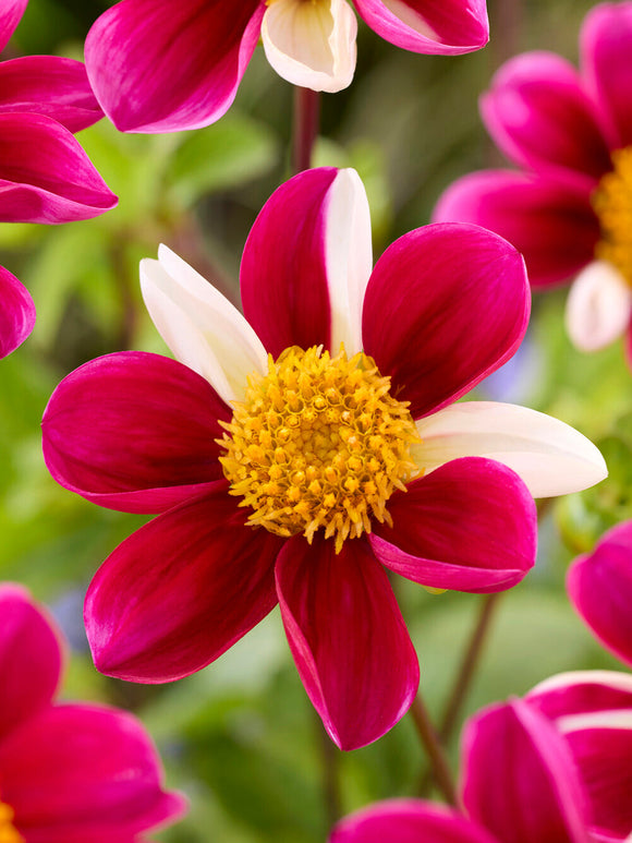 Bulwy dalii ‘Twyning’s Smartie’ DutchGrown™