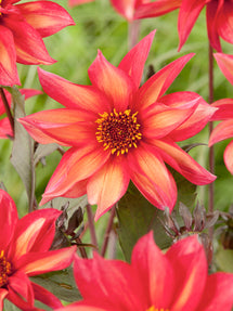 Dalia Waltzing Mathilda