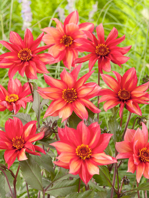 Dalia Waltzing Mathilda z ciemnym ulistnieniem