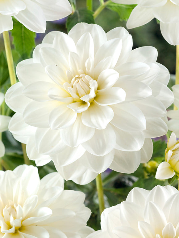 Dalia White Onesta