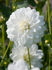 Dalia White Onesta