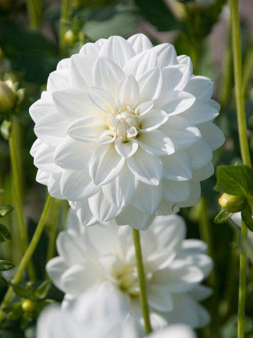 Dalia White Onesta