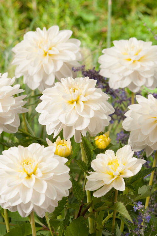 Dalia White Onesta
