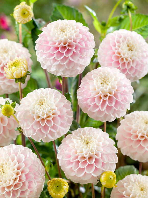 Dalia Wizard of Lightning - Dalie Bulwy najwyższej jakości