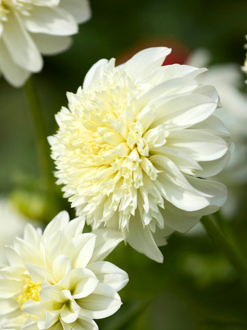 Anemonowa dalia o ozdobnym żółtym środku