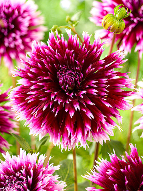 Dalia ‘Alauna Clair-Obscur’ | Kup cebulki dalii online