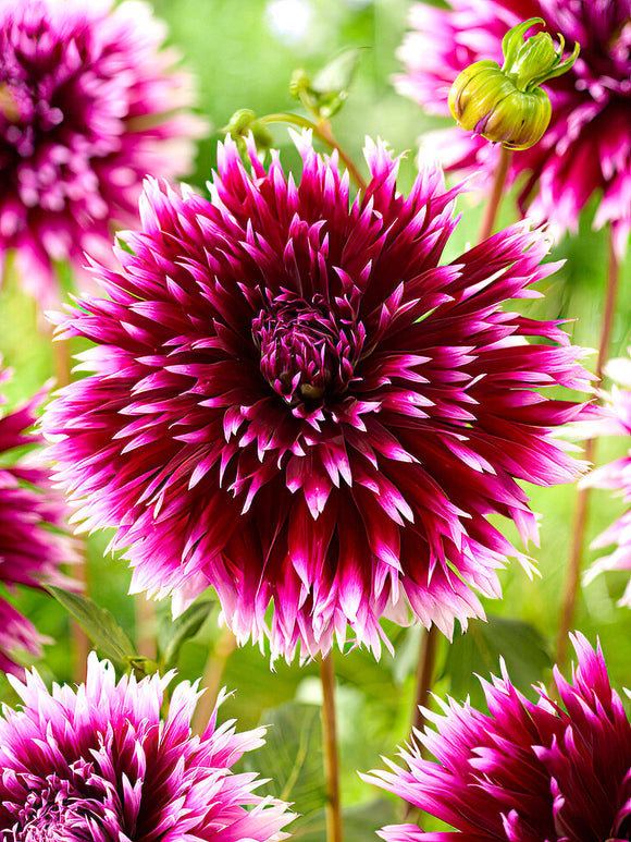 Dalia ‘Alauna Clair-Obscur’ | Kup cebulki dalii online