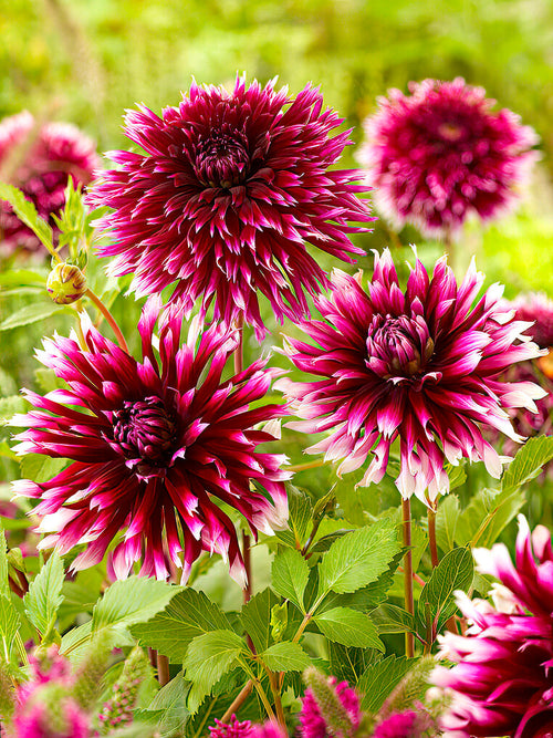 Dalia ‘Alauna Clair-Obscur’ cebulki dalii