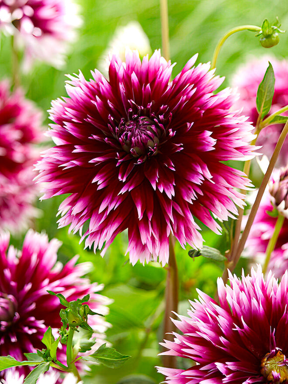 Dalia ‘Alauna Clair-Obscur’ cebulki dalii online