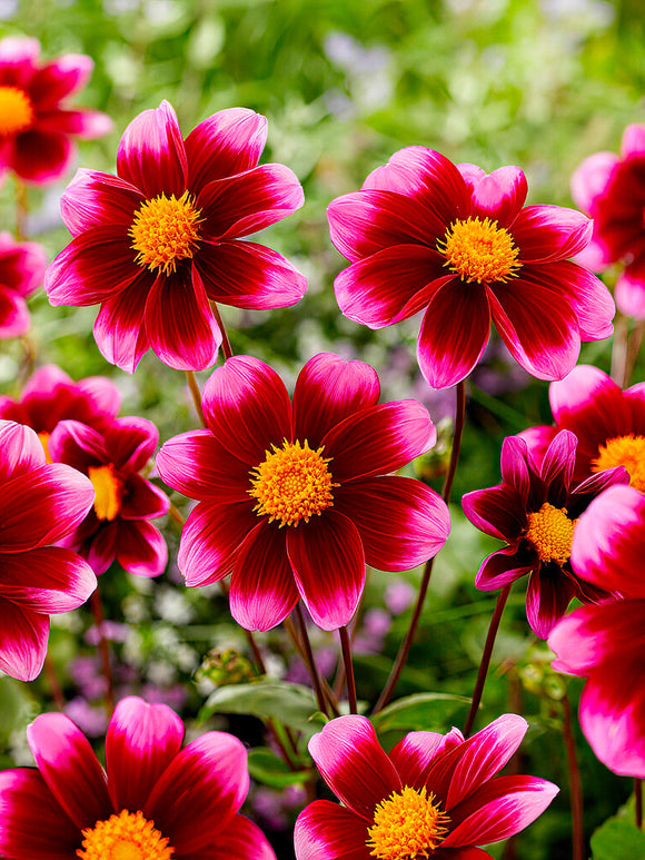 Dalia ‘Bashful’ | Kup cebulki dalii online