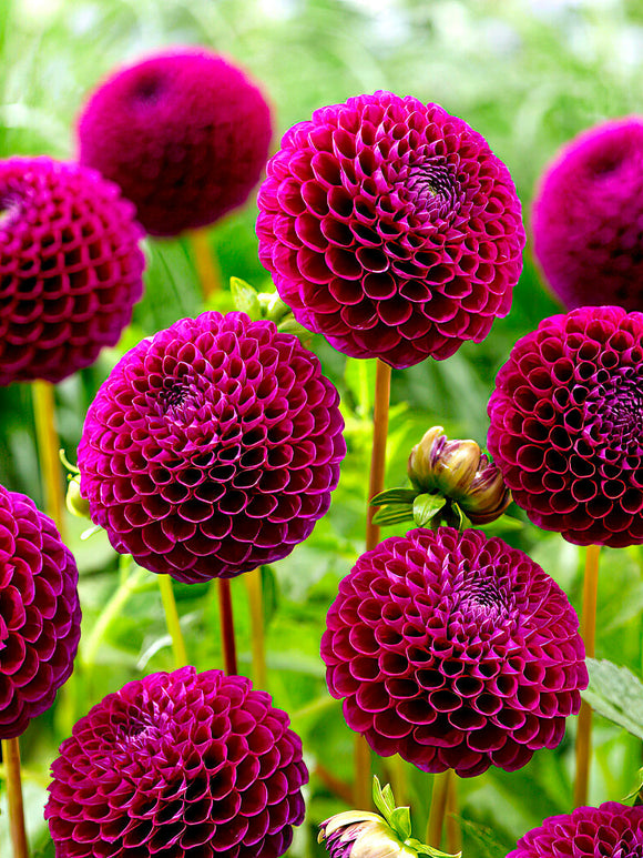 Dalia ‘Downham Royal’ - Kup cebulki dalii online