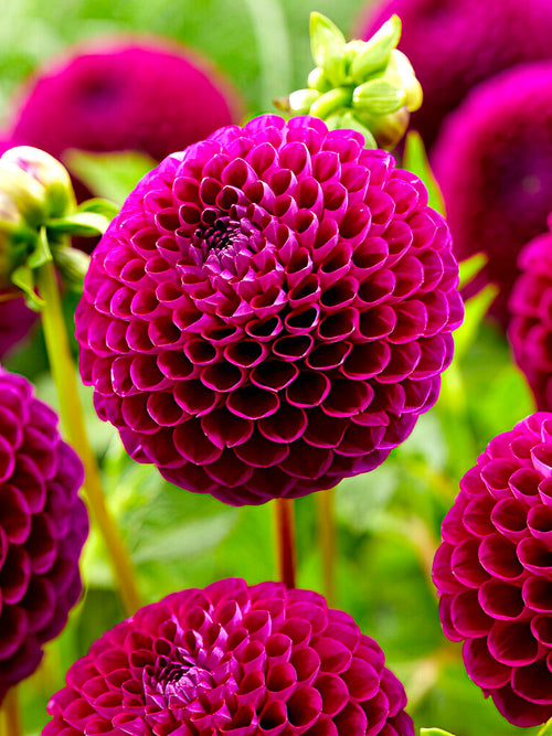 Dalia ‘Downham Royal’ | Kup cebulki dalii online