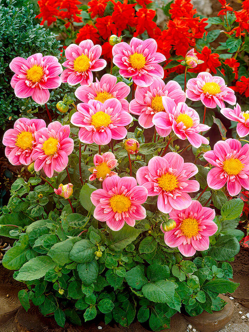 Dalia ‘Hartenaas’ | Kup cebulki dalii online