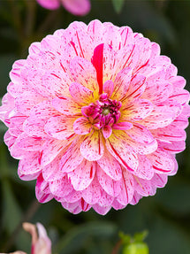 Dalia Tropical
