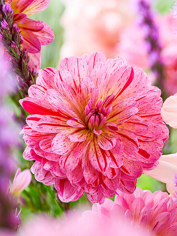 Dalia ‘Tropical’ cebulki dalii online