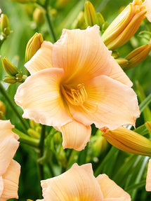 Liliowiec Mini Pearl (Hemerocallis)