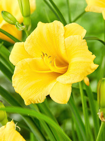 Liliowiec Stella d'Oro (Hemerocallis)
