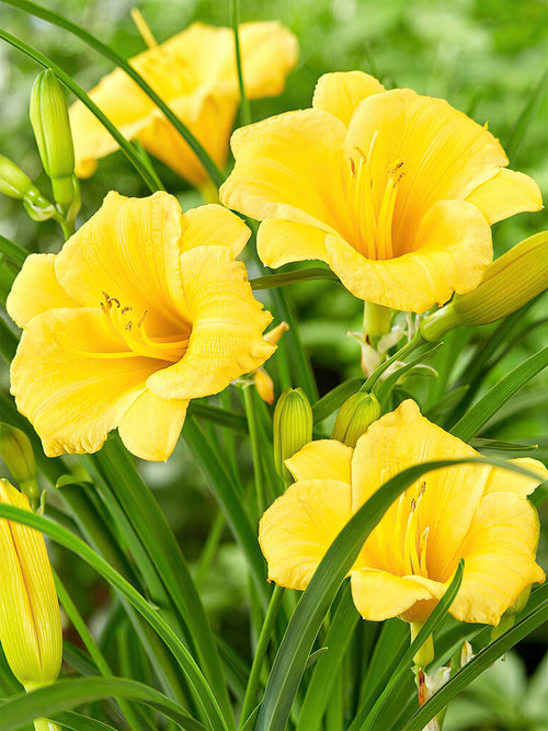 Liliowiec Stella d'Oro (Hemerocallis)