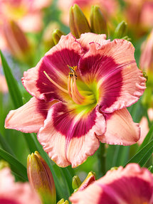 Liliowiec Strawberry Shake (Hemerocallis)