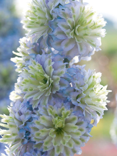 Delphinium Highlander Crystal Delight gołe korzenie