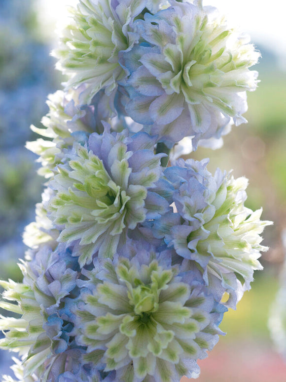 Delphinium Highlander Crystal Delight gołe korzenie