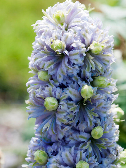 gołe korzenie Delphinium Highlander Crystal Delight