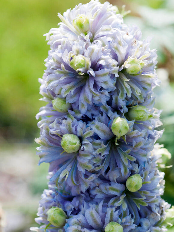gołe korzenie Delphinium Highlander Crystal Delight