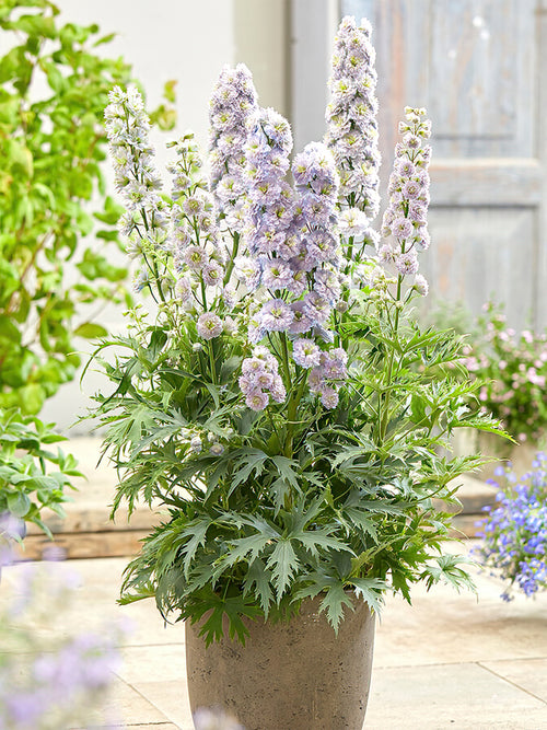 Zamów jeżówkę 'Delphinium Highlander Rainbow Sensation' w DutchGrown™ z wysyłką na wiosnę i ciesz się najwyższej jakości odkrytymi korzeniami!
