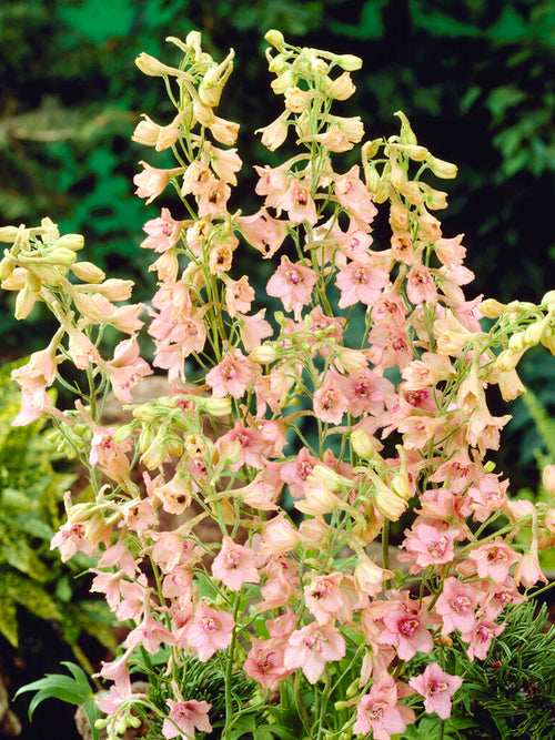 Kup Delphinium Pink Sensation