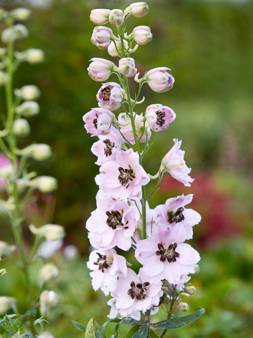 Delphinium Sky Sensation Gołe korzenie