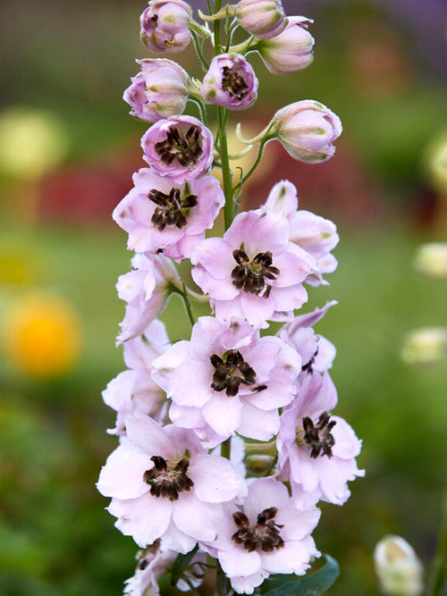 Kup Delphinium Sky Sensation