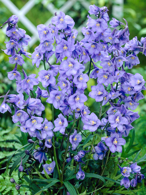 Kup Delphinium West End Blue Gołe korzenie