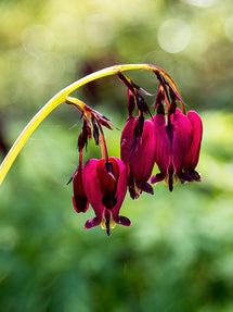 Serduszka Bacchanal (Dicentra)