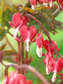 Serduszka Valentine (Dicentra)