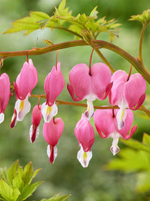 Serduszka Spectabilis (Dicentra)