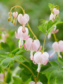 Serduszka Cupid (Dicentra)