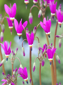Dodecatheon Red Wings (Bożykwiat)