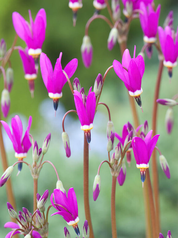 Kup Dodecatheon Red Wings (Bożykwiat)