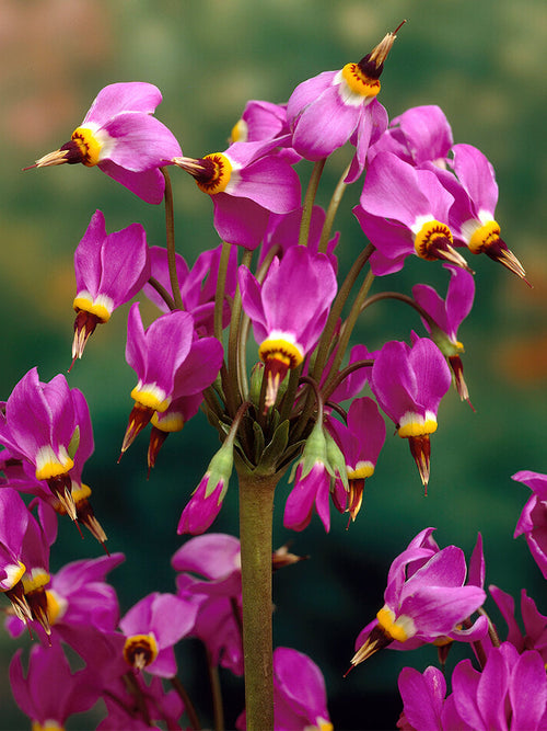 Dodecatheon Red Wings (Bożykwiat)