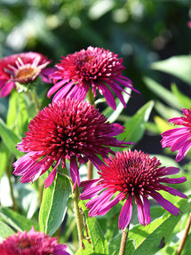 Echinacea Blueberry Cheesecake (Jeżówką)